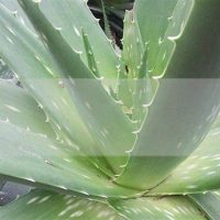 9 Remédios para os comichão na pele 1 aloe vera 1