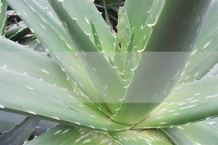 9 Remédios para os comichão na pele 2 planta de aloe