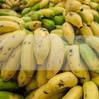 9 Remédios naturais e plantas para a osteoporose