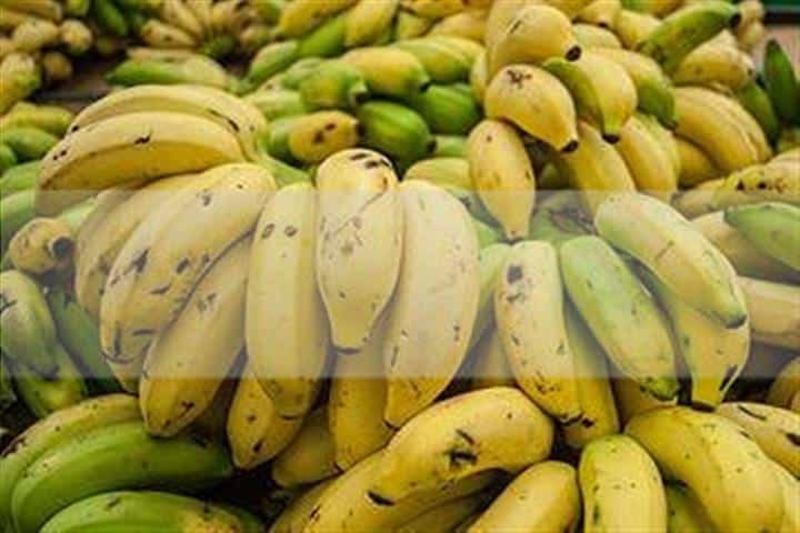 9 Remédios naturais e plantas para a osteoporose