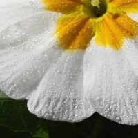 Alho e óleo de prímula ou prímula para os sintomas da rinite alérgica 1 primula 0