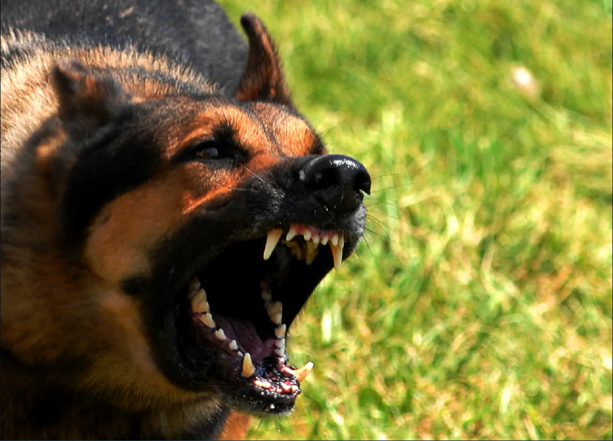 Tudo sobre a raiva em cães