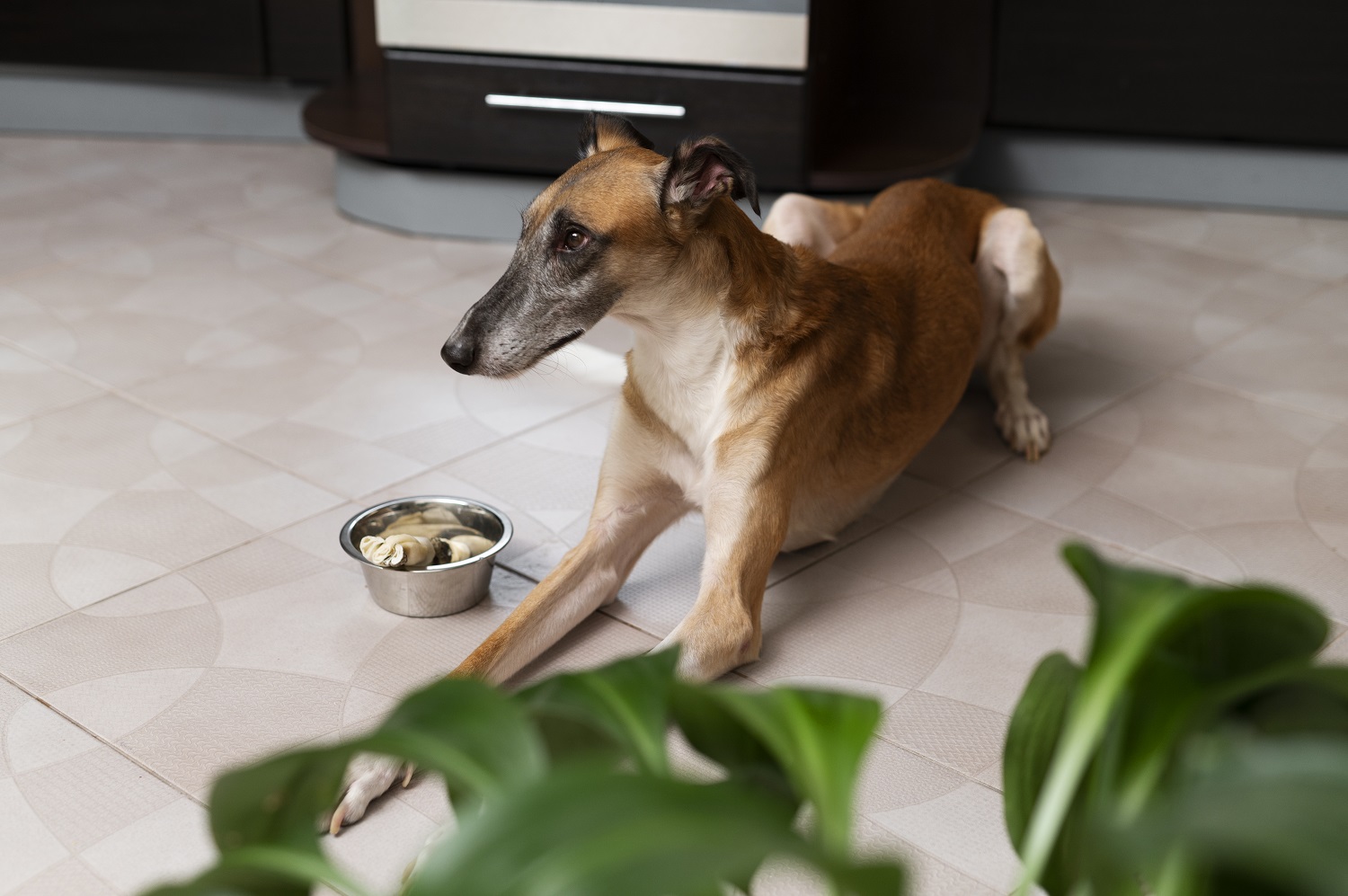 Cachorro muito quieto e sem querer comer: quando procurar um veterinário? 1 Cachorro muito quieto e sem querer comer: quando procurar um veterinário?