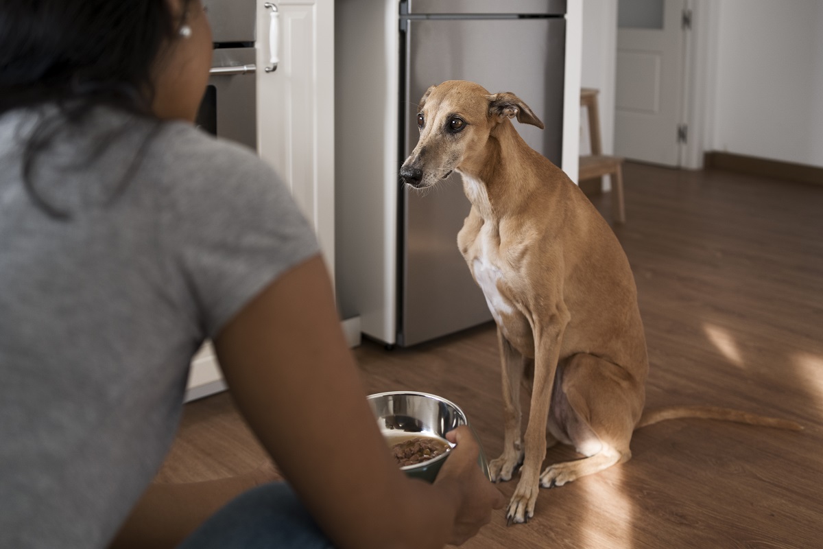 Cachorro não querendo comer e nem brincar Cachorro não querendo comer e nem brincar